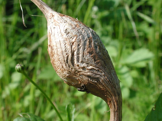 Aulacidea_hieracii.jpg