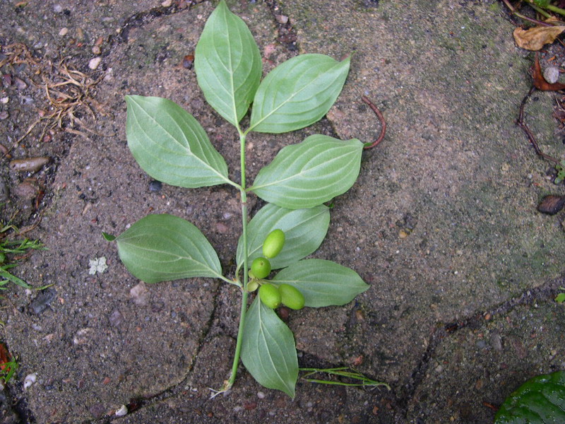Cornus mas-b.JPG