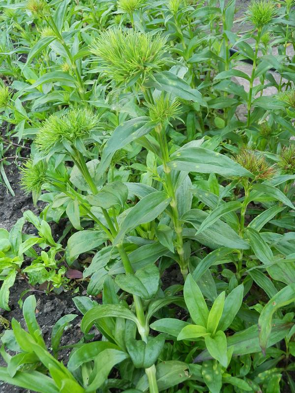 Dianthus barbatus_48.JPG