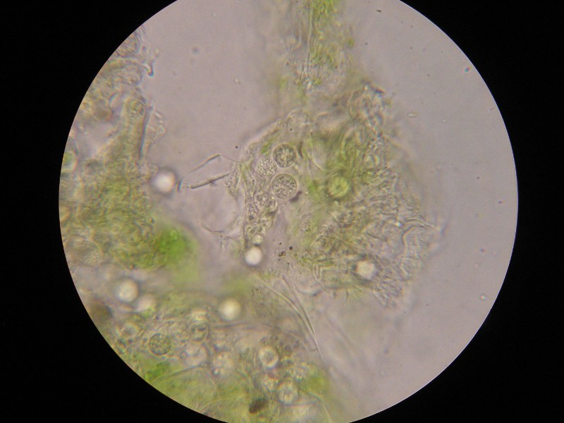 1000er Bamberg (3).JPG