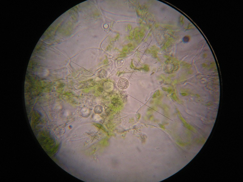 1000er Bamberg (7).JPG