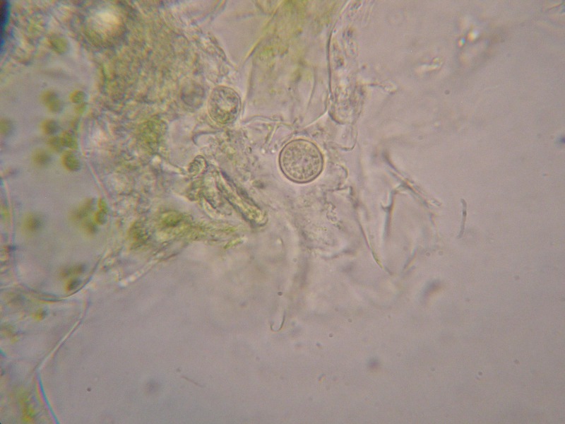 1000er Bamberg (11).JPG