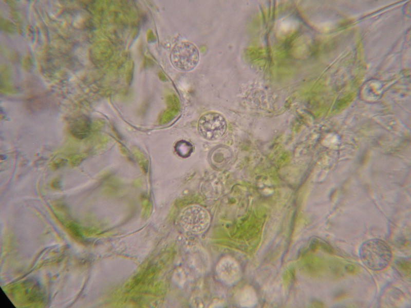 1000er Bamberg (16).JPG