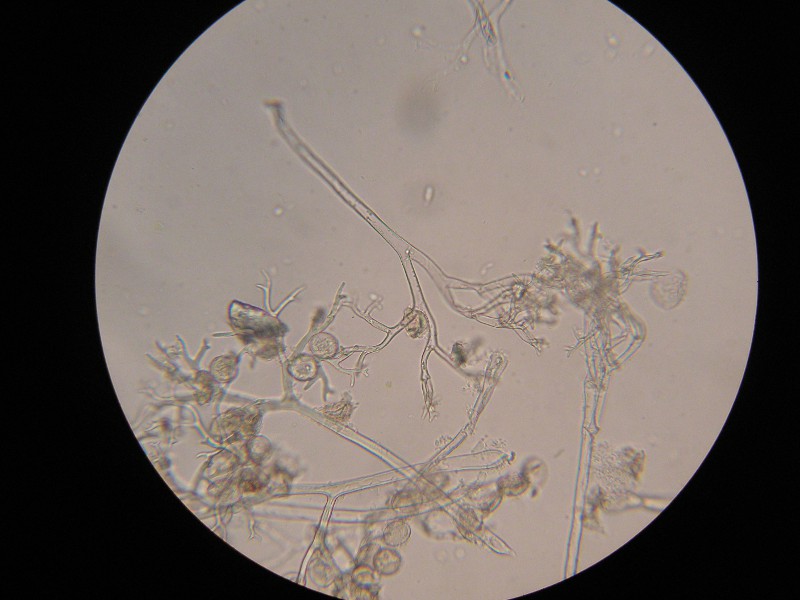 400er Hirschau (6).JPG