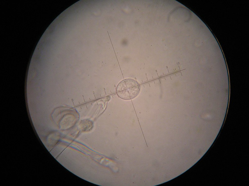 1000er Hirschau (9).JPG