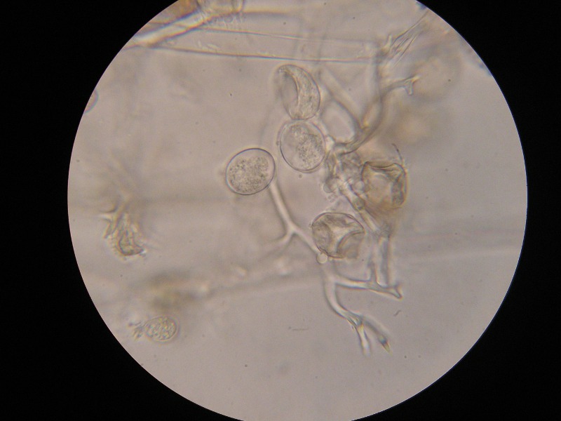 1000er Hirschau (15).JPG