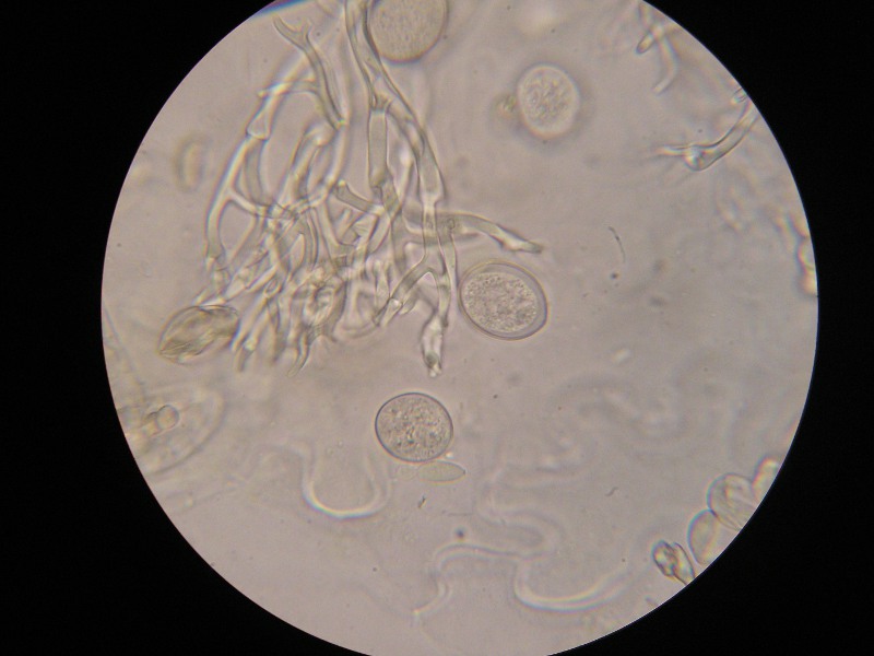 1000er Hirschau (25).JPG