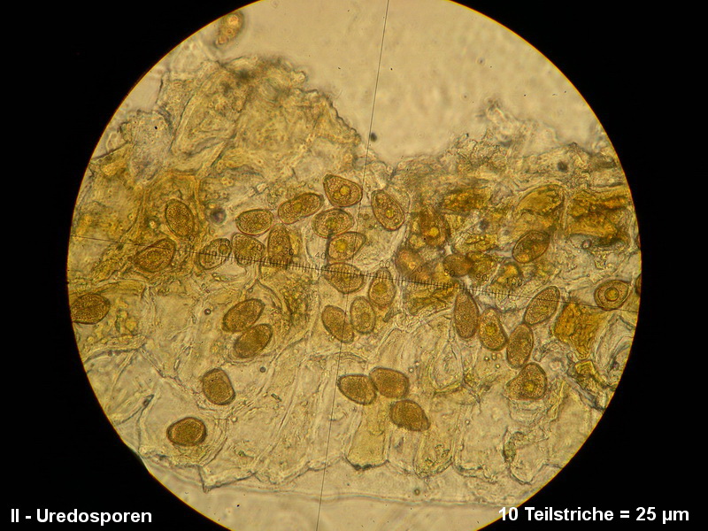 3-Puccinia rugulosa-II-1.8.2.9.15.607M1-Peucedanum officinale.JPG