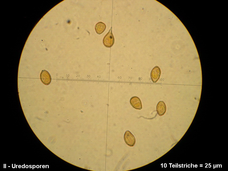3-Puccinia rugulosa-II-1.8.2.9.15.607M2-Peucedanum officinale.JPG