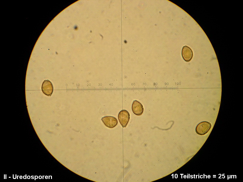 3-Puccinia rugulosa-II-1.8.2.9.15.607M3-Peucedanum officinale.JPG