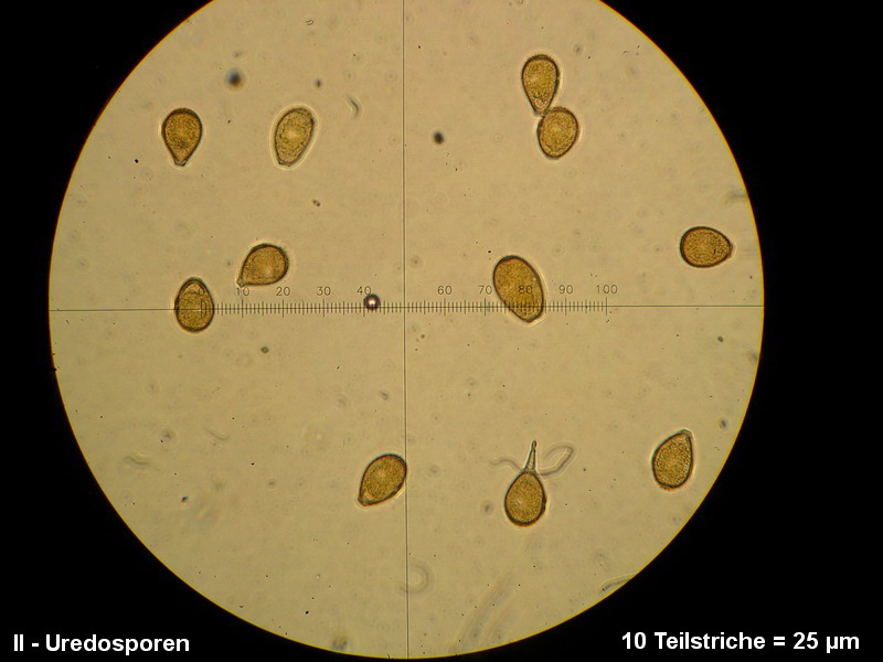 3-Puccinia rugulosa-II-1.8.2.9.15.607M4-Peucedanum officinale.JPG