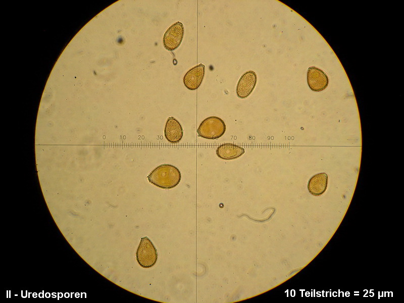 3-Puccinia rugulosa-II-1.8.2.9.15.607M5-Peucedanum officinale.JPG
