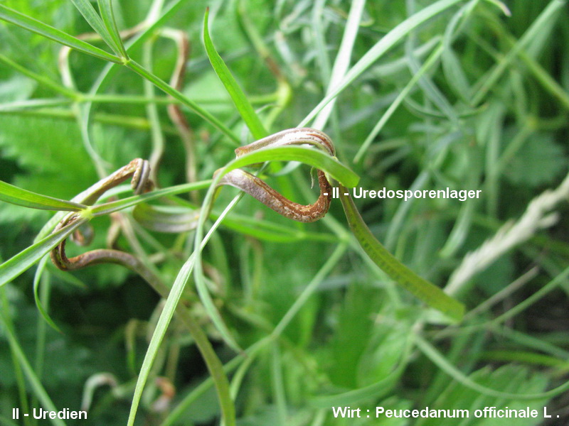 3-Puccinia rugulosa-II-1.8.2.9.15.607d-HG.JPG