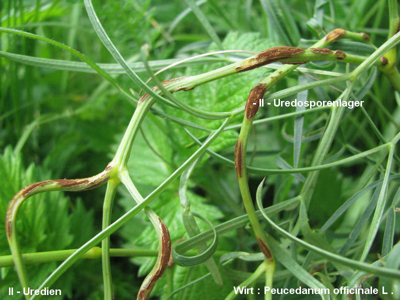 3-Puccinia rugulosa-II-1.8.2.9.15.607e-HG.JPG