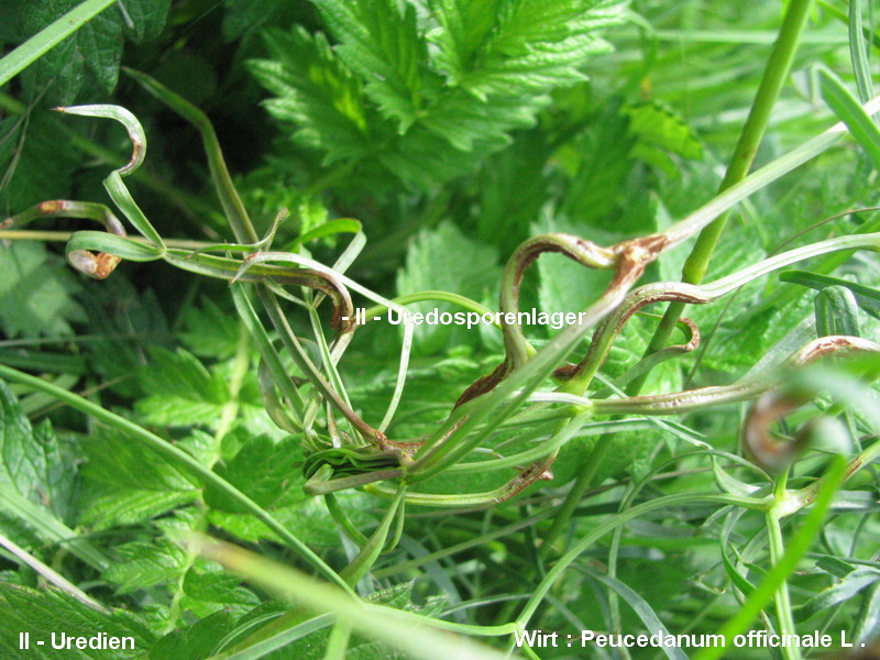 3-Puccinia rugulosa-II-1.8.2.9.15.607f-HG.JPG