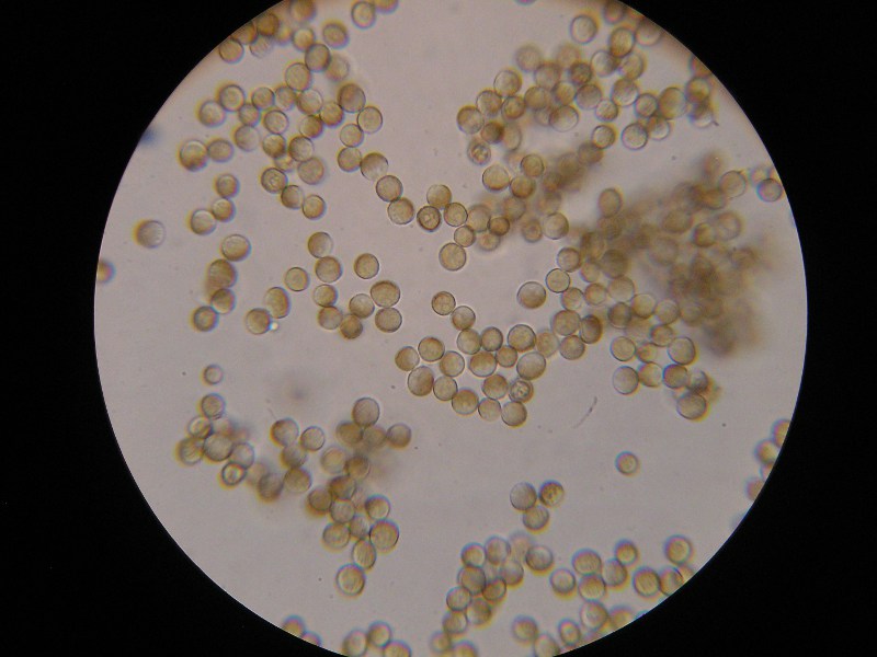 1000er Lindau (9).JPG