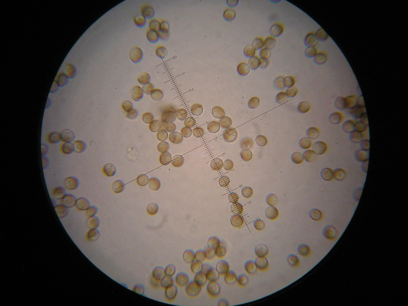 1000er Lindau (6).JPG