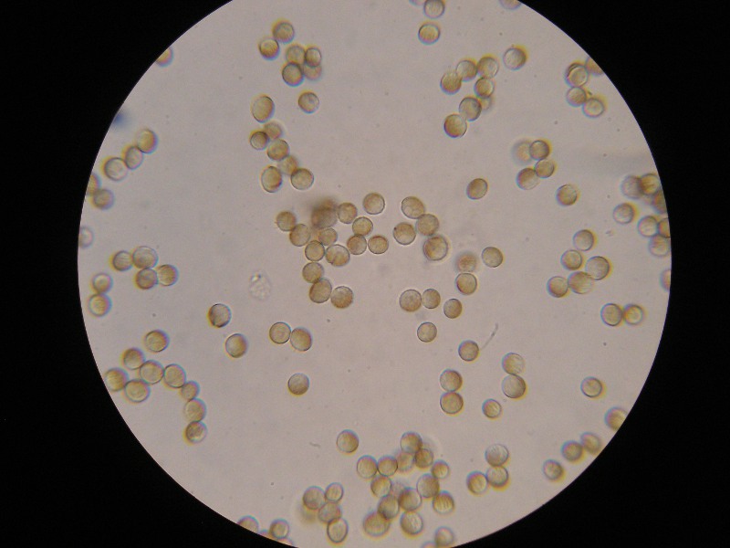 1000er Lindau (3).JPG