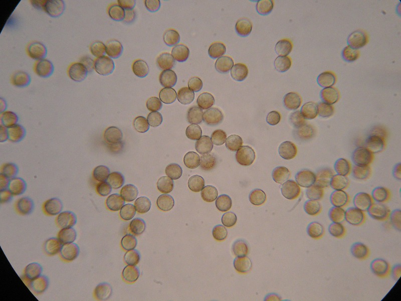 1000er Lindau (2).JPG