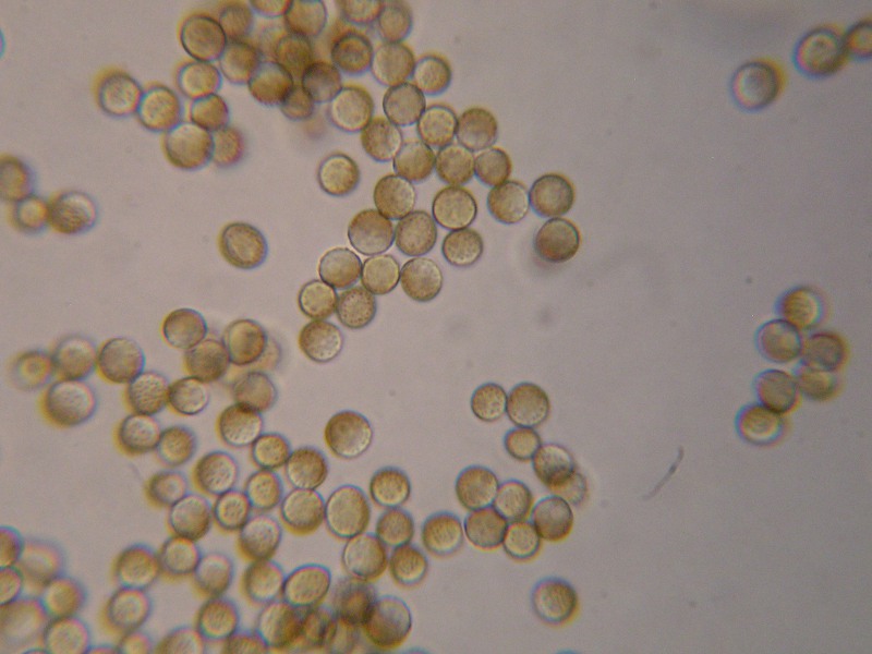 1000er Lindau (22).JPG