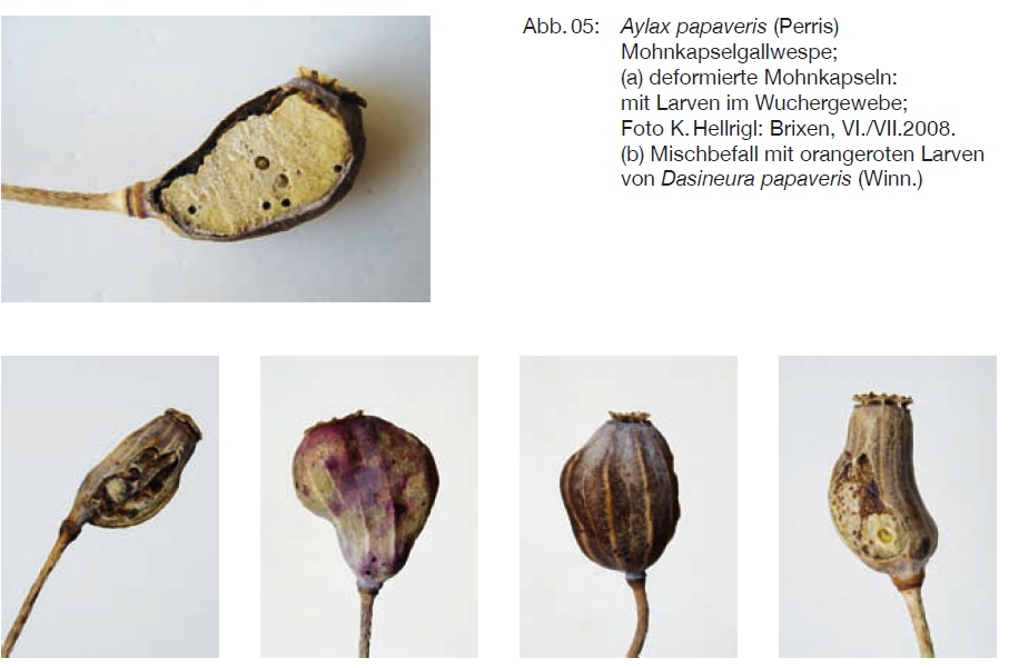 Aylax_papaveris.jpg