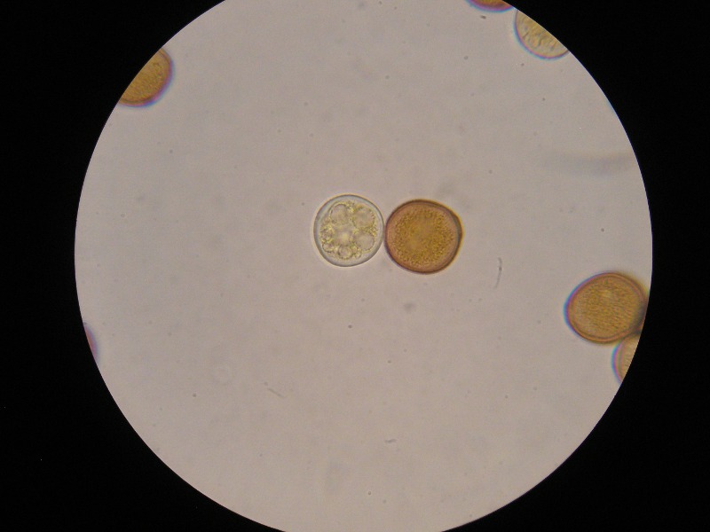 1000er Altenplos (1).JPG