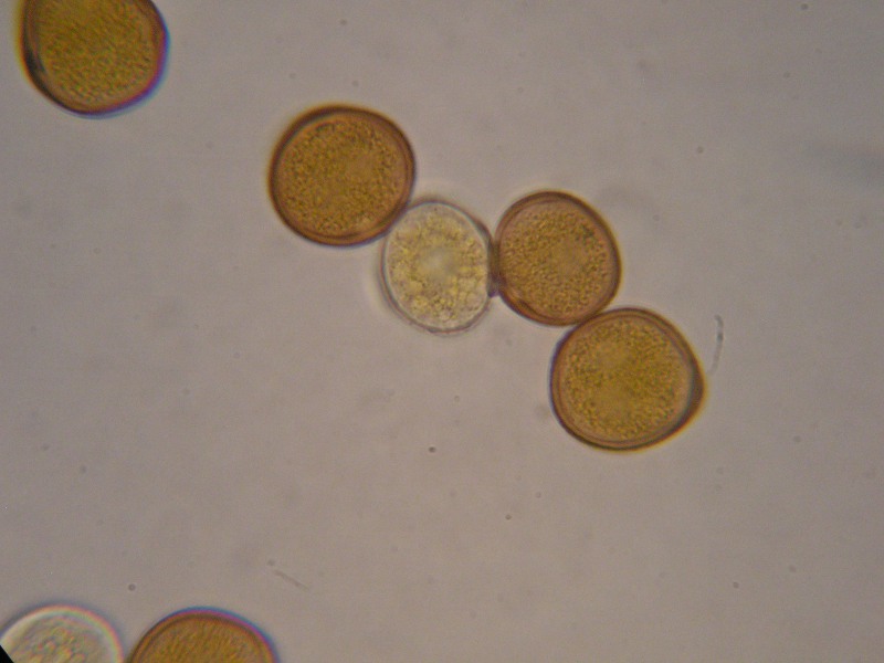 1000er Altenplos (7).JPG