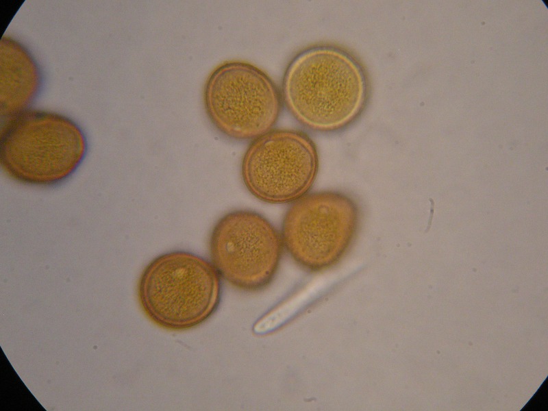 1000er Altenplos (11).JPG