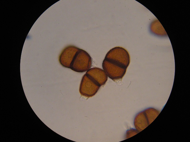 1000er Lindau (2).JPG