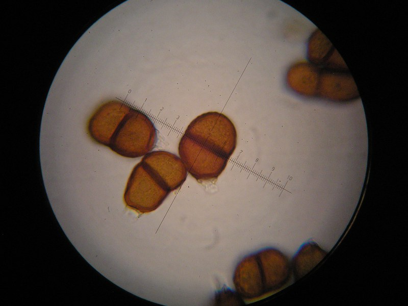 1000er Lindau (6).JPG