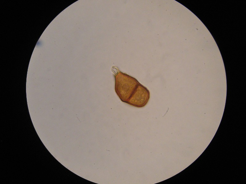 1000er Lindau (8).JPG