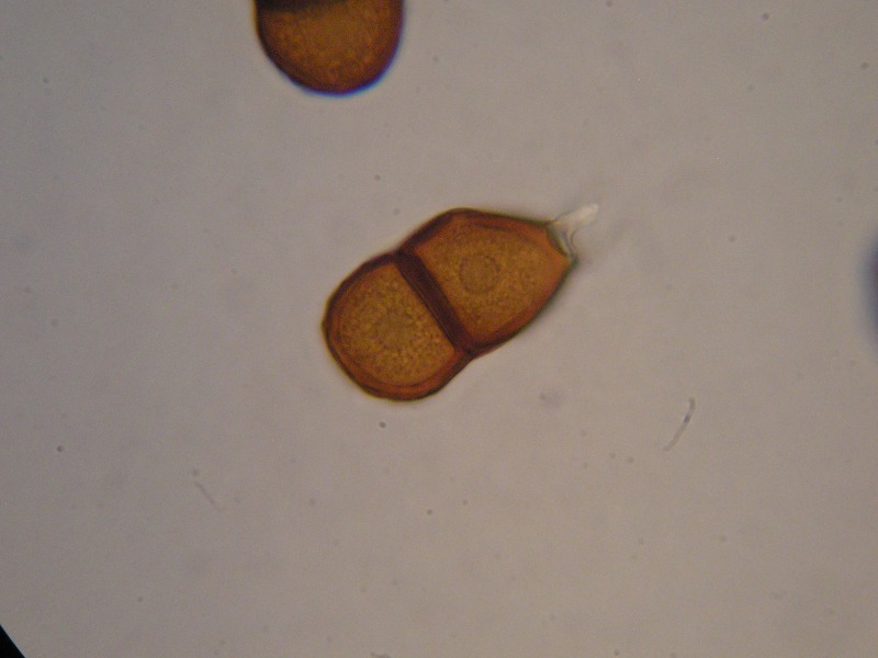 1000er Lindau (16).JPG