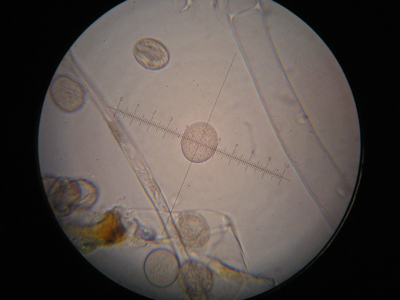 1000er Lindau (10).JPG