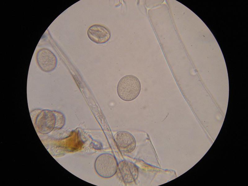 1000er Lindau (12).JPG