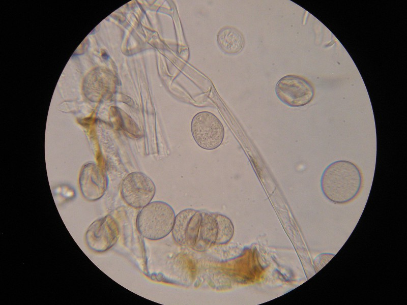 1000er Lindau (13).JPG