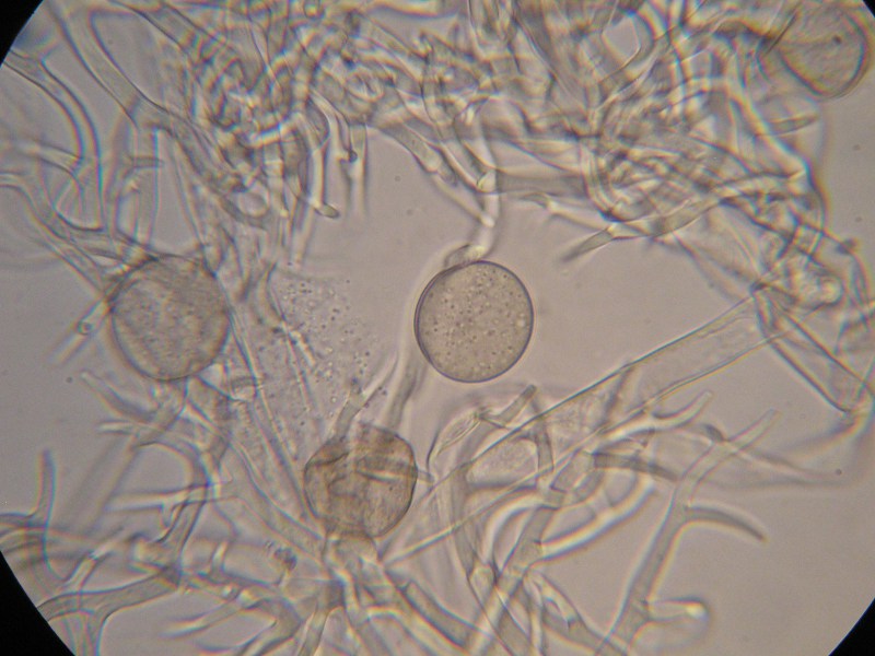 1000er Lindau (20).JPG