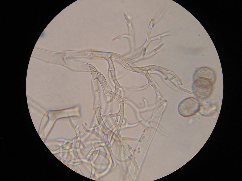 1000er Lindau (23).JPG