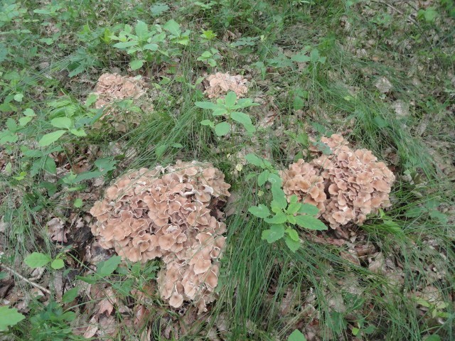 DSC03979 (640x480) (640x480).jpg