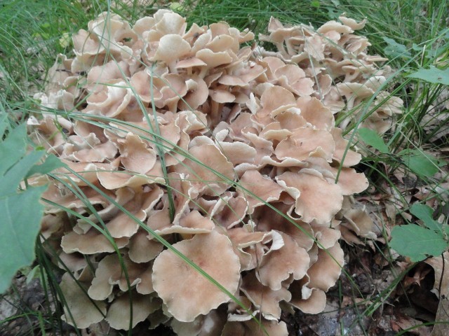 DSC03978 (640x480) (640x480).jpg