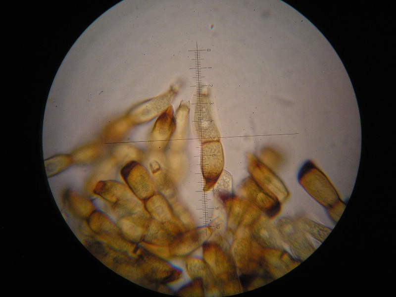 1000er Henne (9).JPG