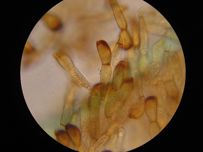 1000er Henne (12).JPG