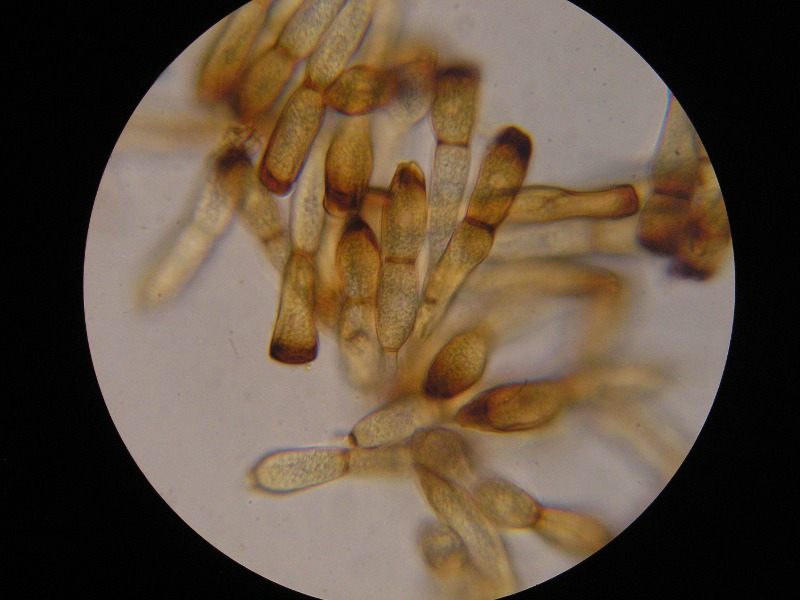 1000er Henne (18).JPG