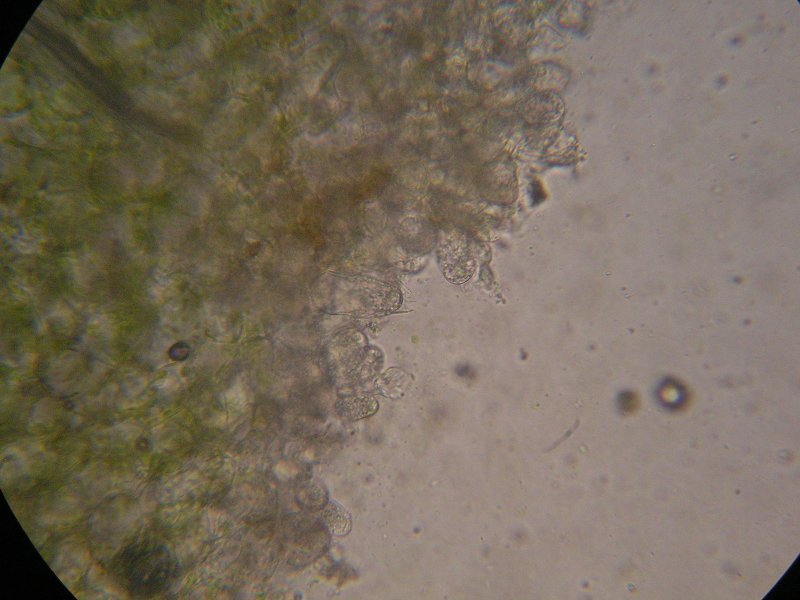 400er Frankenheim (2).JPG