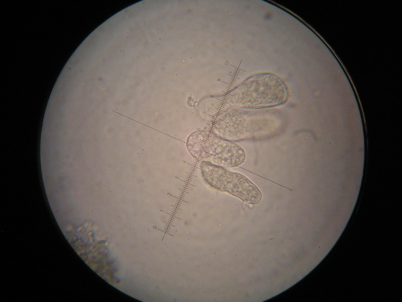 1000er Frankenheim (5).JPG