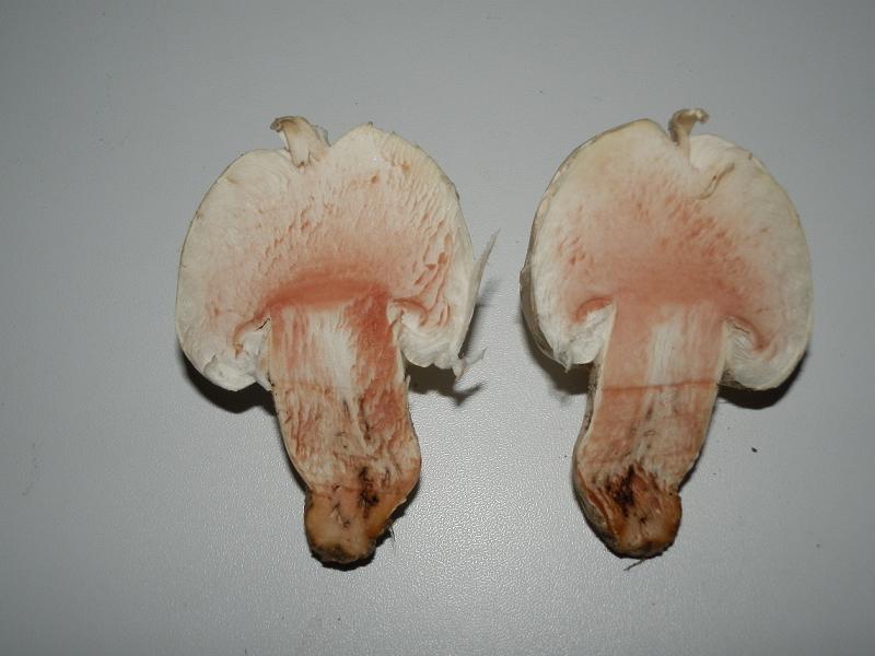 Agaricus bernardii_01_12.JPG