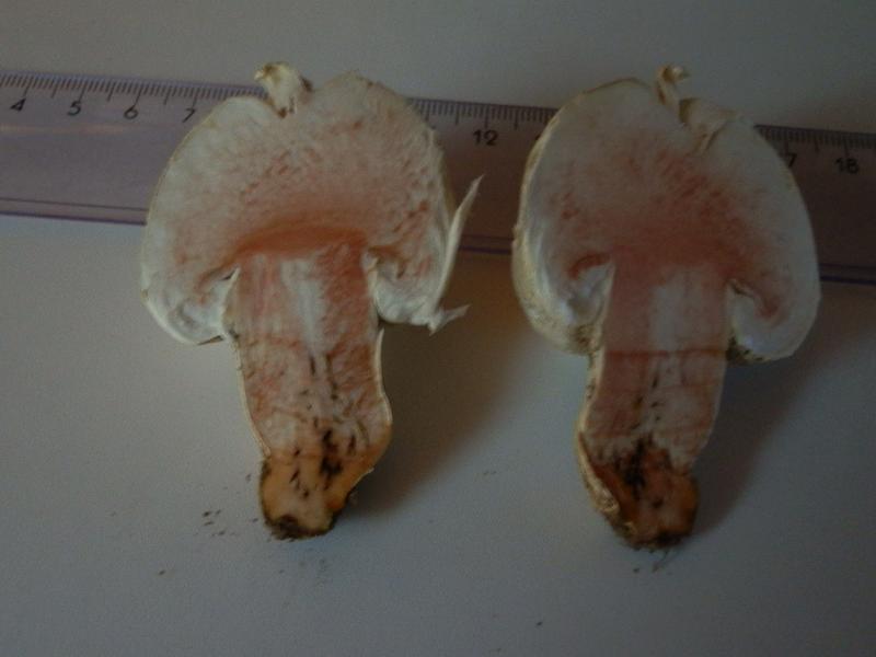 Agaricus bernardii_02_12.JPG