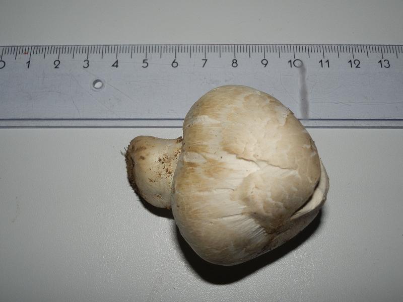 Agaricus bernardii_05_12.JPG