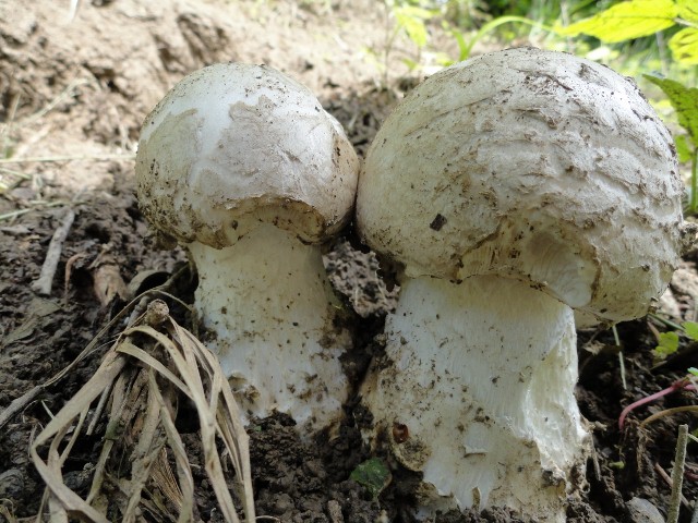 DSC04013 (640x480).jpg