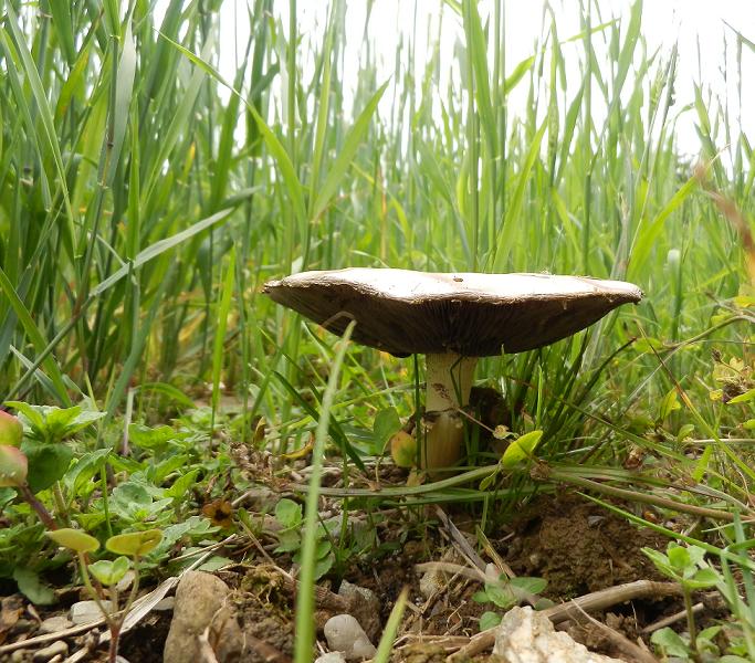 Stropharia ssp._01.JPG