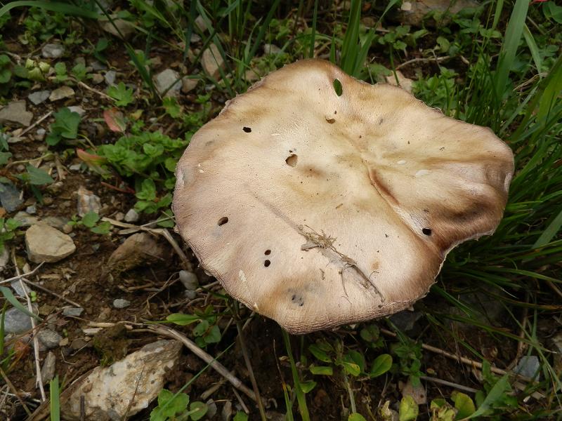 Stropharia ssp._02.JPG